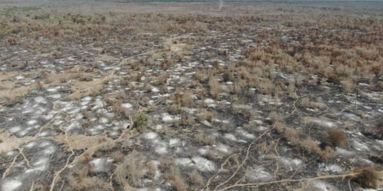 Alertan sobre rápido avance de incendio forestal en la zona de la ribera del Pilcomayo