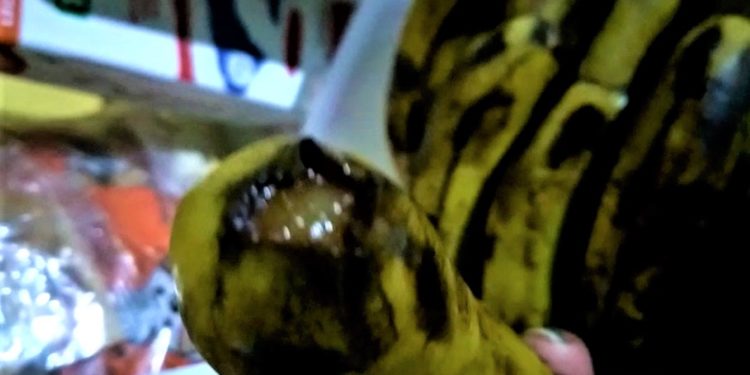 Alto Paraguay: Reclamos por bananas en mal estado en merienda escolar