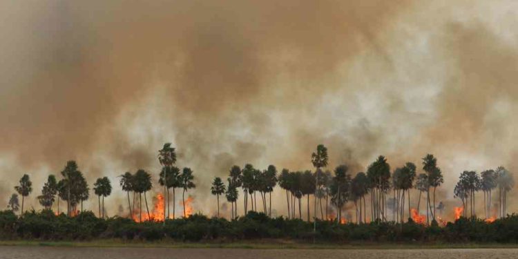 El Pantanal brasileño suma 6.048 incendios en septiembre, el peor mes de su historia El Pantanal brasileño suma 6.048 incendios en septiembre, el peor mes de su historia