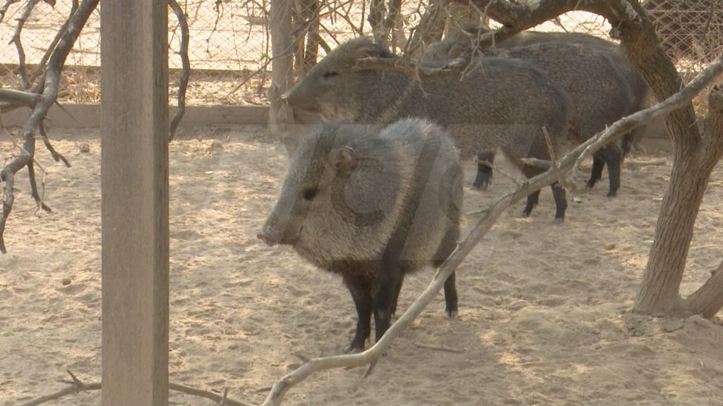 El tagua: Símbolo del Gran Chaco Sudamericano aún está en peligro de extinción