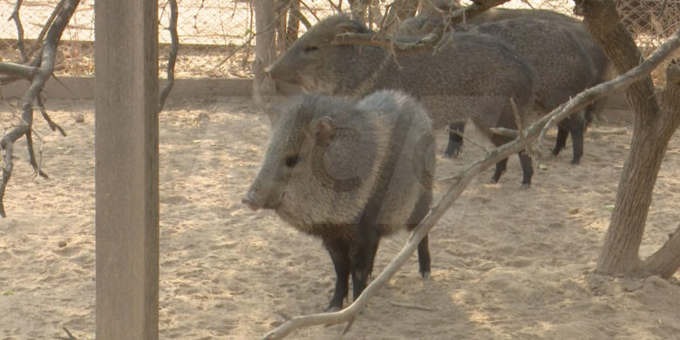 El tagua: Símbolo del Gran Chaco Sudamericano aún está en peligro de extinción El tagua: Símbolo del Gran Chaco Sudamericano aún está en peligro de extinción