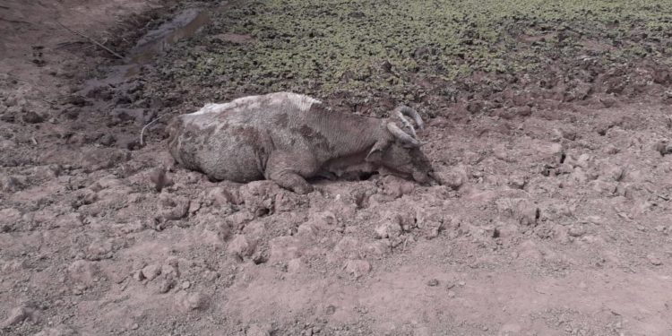 Sequía golpea con fuerza zona productiva de la ribera del Pilcomayo Sequía golpea con fuerza zona productiva de la ribera del Pilcomayo