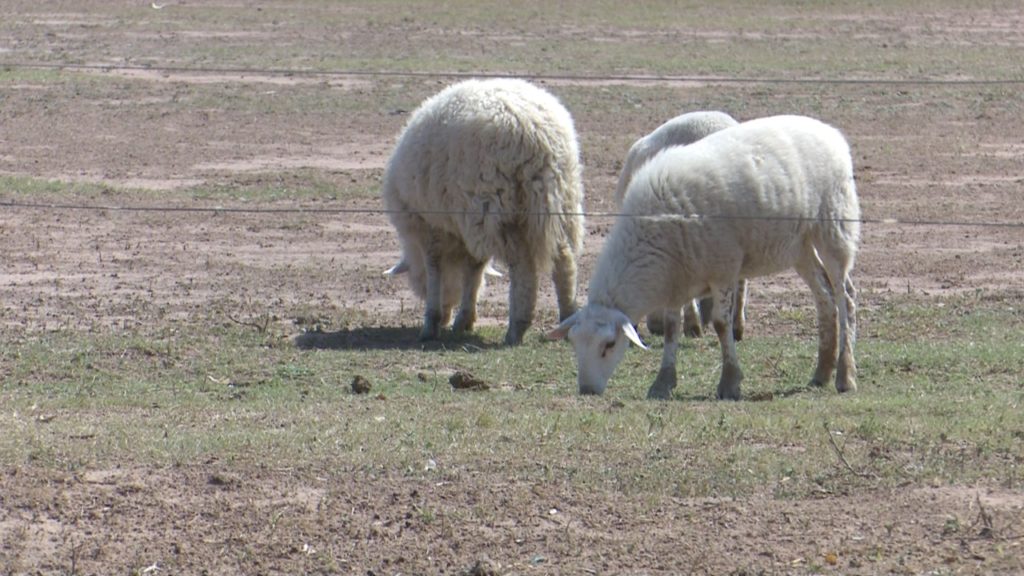 Solicitaron fondos rotatorios a Itaipú para productividad en comunidades indígenas