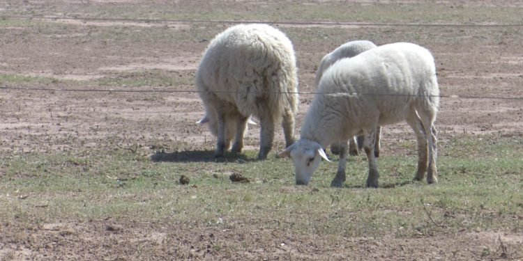 Solicitaron fondos rotatorios a Itaipú para productividad en comunidades indígenas