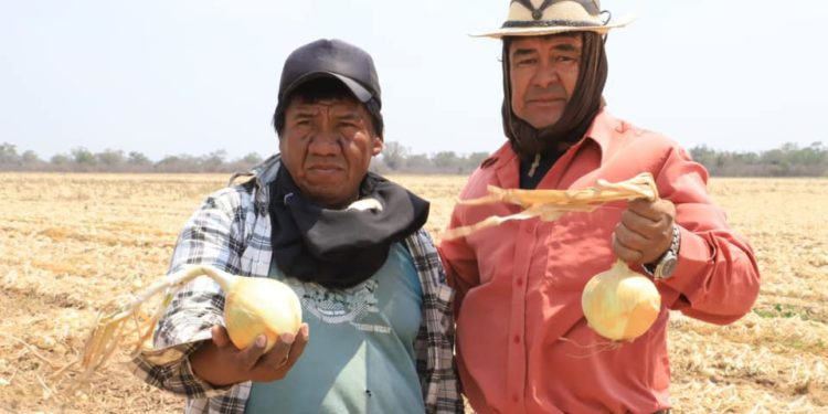 Conforman comisión que trabajará por la calidad y sanidad de hortalizas del Chaco Conforman comisión que trabajará por la calidad y sanidad de hortalizas del Chaco