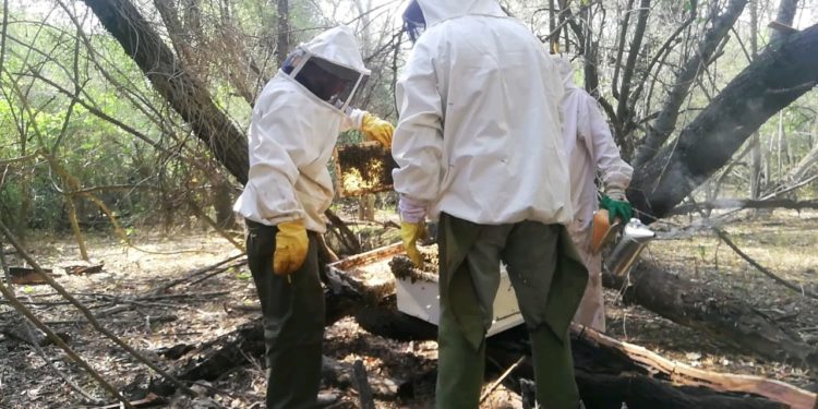 Municipio continúa con apoyo a apicultores Municipio continúa con apoyo a apicultores