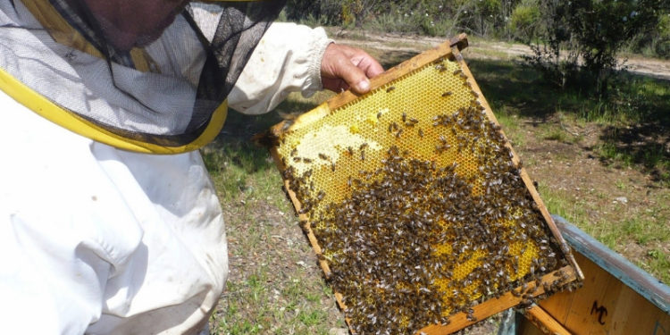 Producción de miel en el Chaco, duramente golpeado por sequía