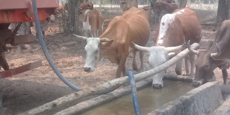 Alto Chaco: Funcionarios del MOPC distribuyeron agua potable en Sierra León Alto Chaco: Funcionarios del MOPC distribuyeron agua potable en Sierra León