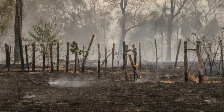 AFD dispone de G. 150.000 millones para productores afectados por los incendios AFD dispone de G. 150.000 millones para productores afectados por los incendios