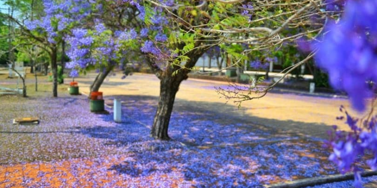 Viernes con amanecer fresco y tarde cálida Viernes con amanecer fresco y tarde cálida