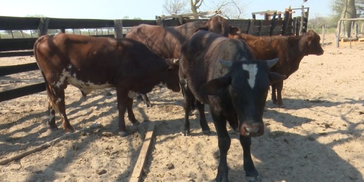 Fortín Caballero: Situación de sequía e incendios pone en jaque a los productores Fortín Caballero: Situación de sequía e incendios pone en jaque a los productores