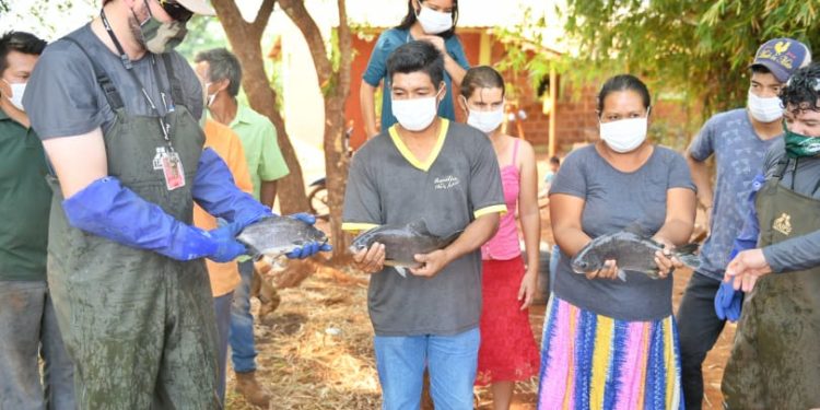 Pdte. Franco: Entregan peces para consumo y engorde a comunidades indígenas