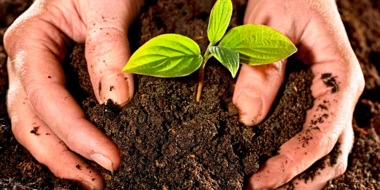 Impulsan proyecto «Plantemos un árbol, salvemos el Chaco»