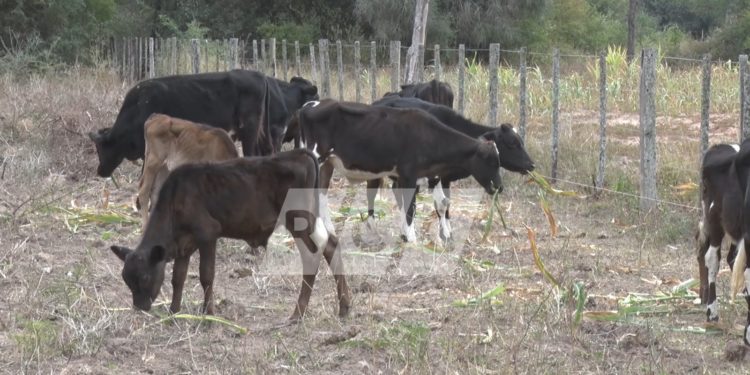 Lluvias traen esperanza a productores chaqueños