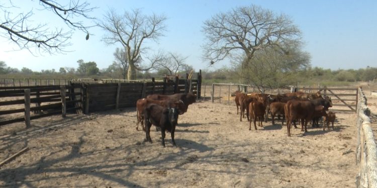 Anhelan una pronta recuperación de la producción chaqueña ante una dura sequía Anhelan una pronta recuperación de la producción chaqueña ante una dura sequía