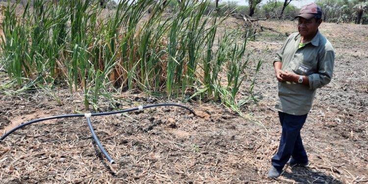 Comunidad indígena del Chaco encuentra agua dulce en plena sequía