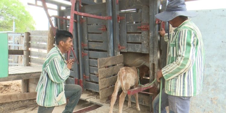 Comunidad indígena del Chaco sobrelleva sequía mediante trabajo duro
