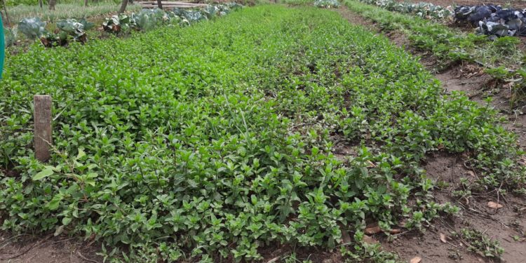 Sólida agricultura familiar en el bajo Chaco