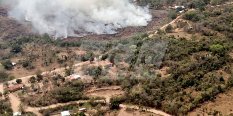 Proyectan reforestar terrenos afectados por incendios Proyectan reforestar terrenos afectados por incendios