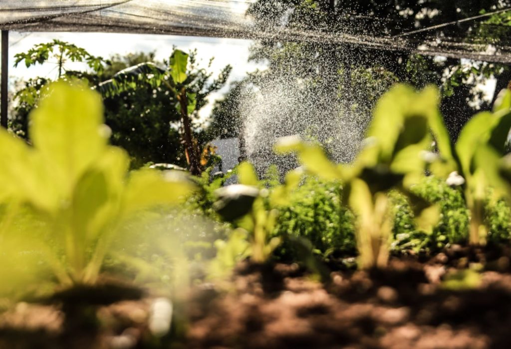 Innovan tecnológicamente para el desarrollo de fincas agrícolas Innovan tecnológicamente para el desarrollo de fincas agrícolas