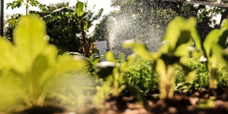 Innovan tecnológicamente para el desarrollo de fincas agrícolas Innovan tecnológicamente para el desarrollo de fincas agrícolas