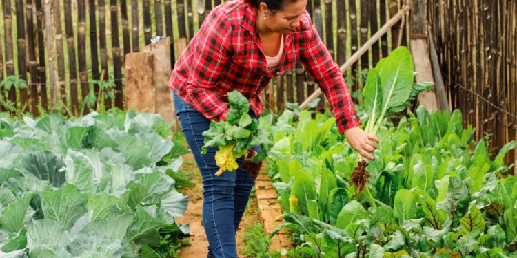 Buscan fortalecer protección social y cobertura de programas