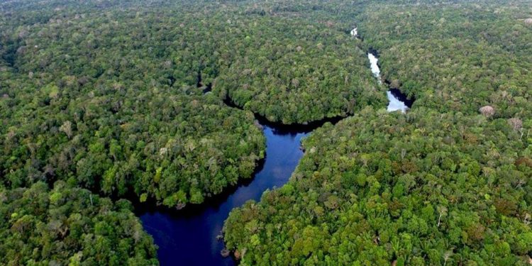 Ponen en marcha proyecto de captura de carbono más grande del Chaco Ponen en marcha proyecto de captura de carbono más grande del Chaco