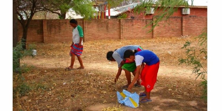 El algarrobo como alimento e ingreso económico en el Chaco paraguayo El algarrobo como alimento e ingreso económico en el Chaco paraguayo