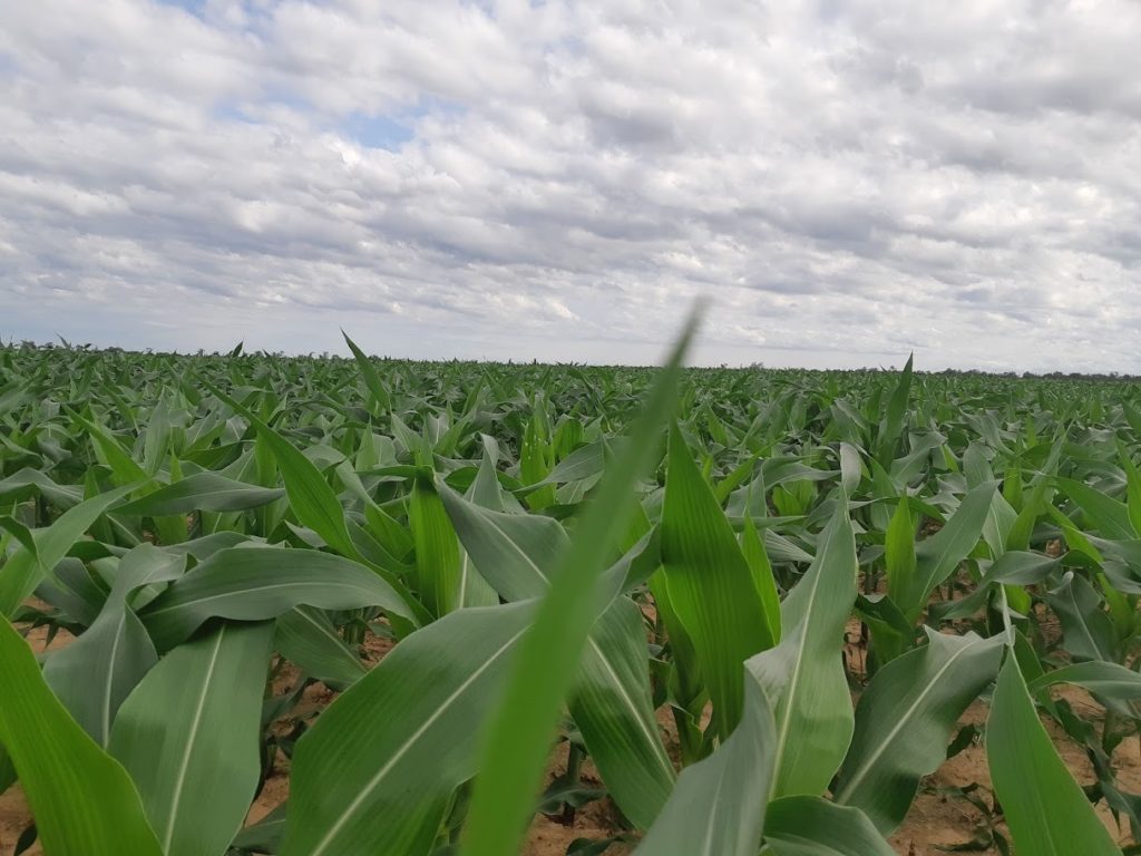 Agricultura: «Estamos avanzando, despacio pero estamos por buen camino» Agricultura: «Estamos avanzando, despacio pero estamos por buen camino»
