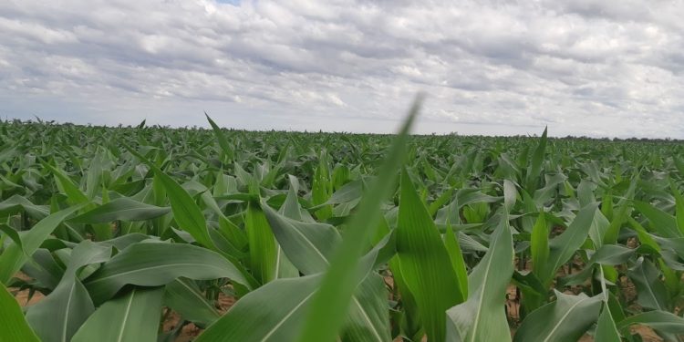 Agricultura: «Estamos avanzando, despacio pero estamos por buen camino»