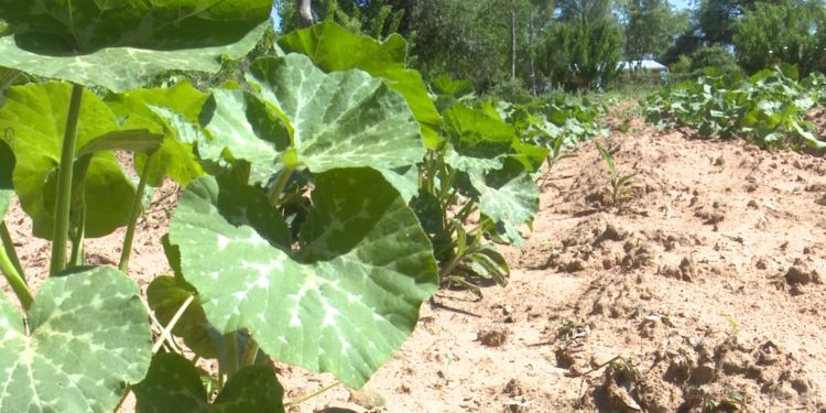 Destacan importancia de la inversión en estancias comunitarias indígenas Destacan importancia de la inversión en estancias comunitarias indígenas