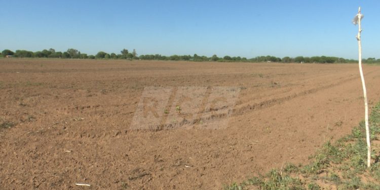 Yalve Sanga se prepara para sembrar sésamo Yalve Sanga se prepara para sembrar sésamo