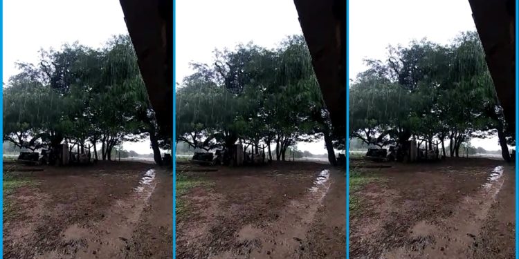 Lluvia trae alivio a productores del Pilcomayo