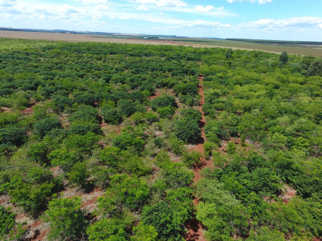 Parcela reforestada del Bosque Atlántico muestra resultados alentadores Parcela reforestada del Bosque Atlántico muestra resultados alentadores