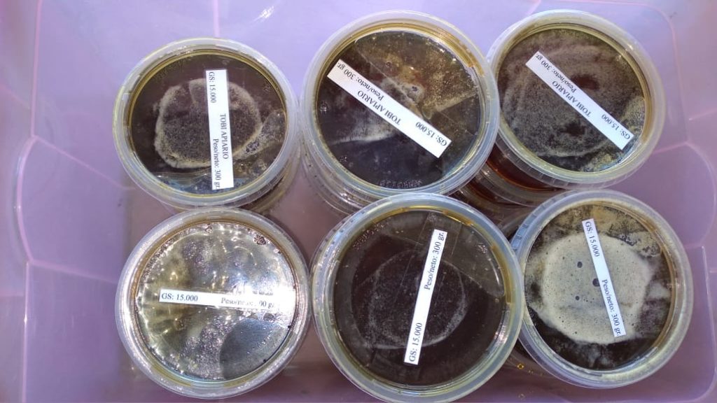 Cosechan miel de abeja en Puerto Casado Cosechan miel de abeja en Puerto Casado