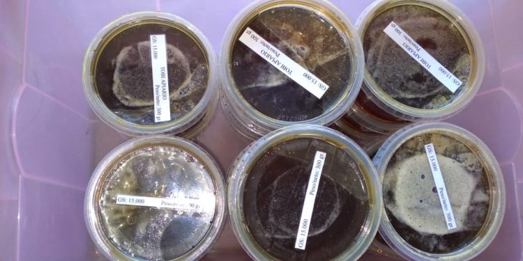 Cosechan miel de abeja en Puerto Casado Cosechan miel de abeja en Puerto Casado