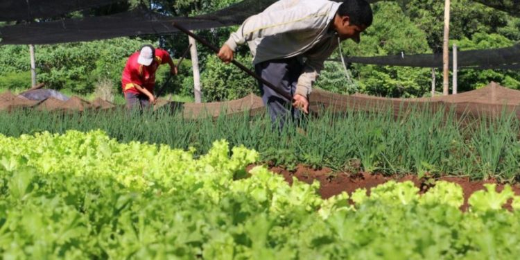 Sector campesino: Asistencia será para afectados por pandemia y sequía