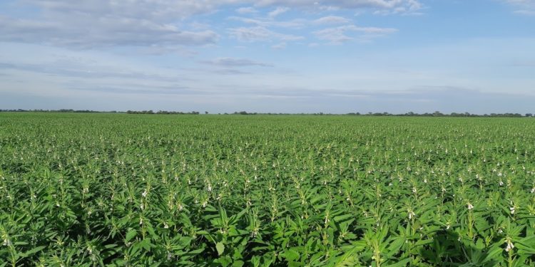 Senave implementará sistema de pagos en línea para todos sus servicios Senave implementará sistema de pagos en línea para todos sus servicios