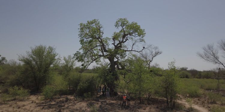 Dos árboles del Chaco fueron premiados entre los Colosos de la Tierra