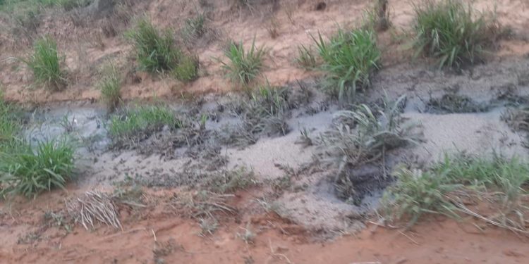 Hacen caso omiso a denuncia municipal sobre delitos ambientales en Loma Plata