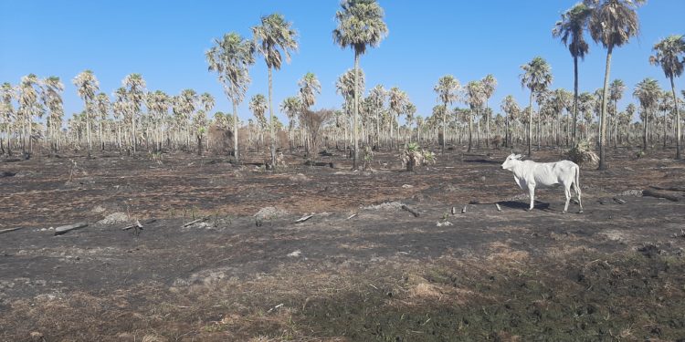 Asisten a productores afectados por incendios y sequía en el Chaco