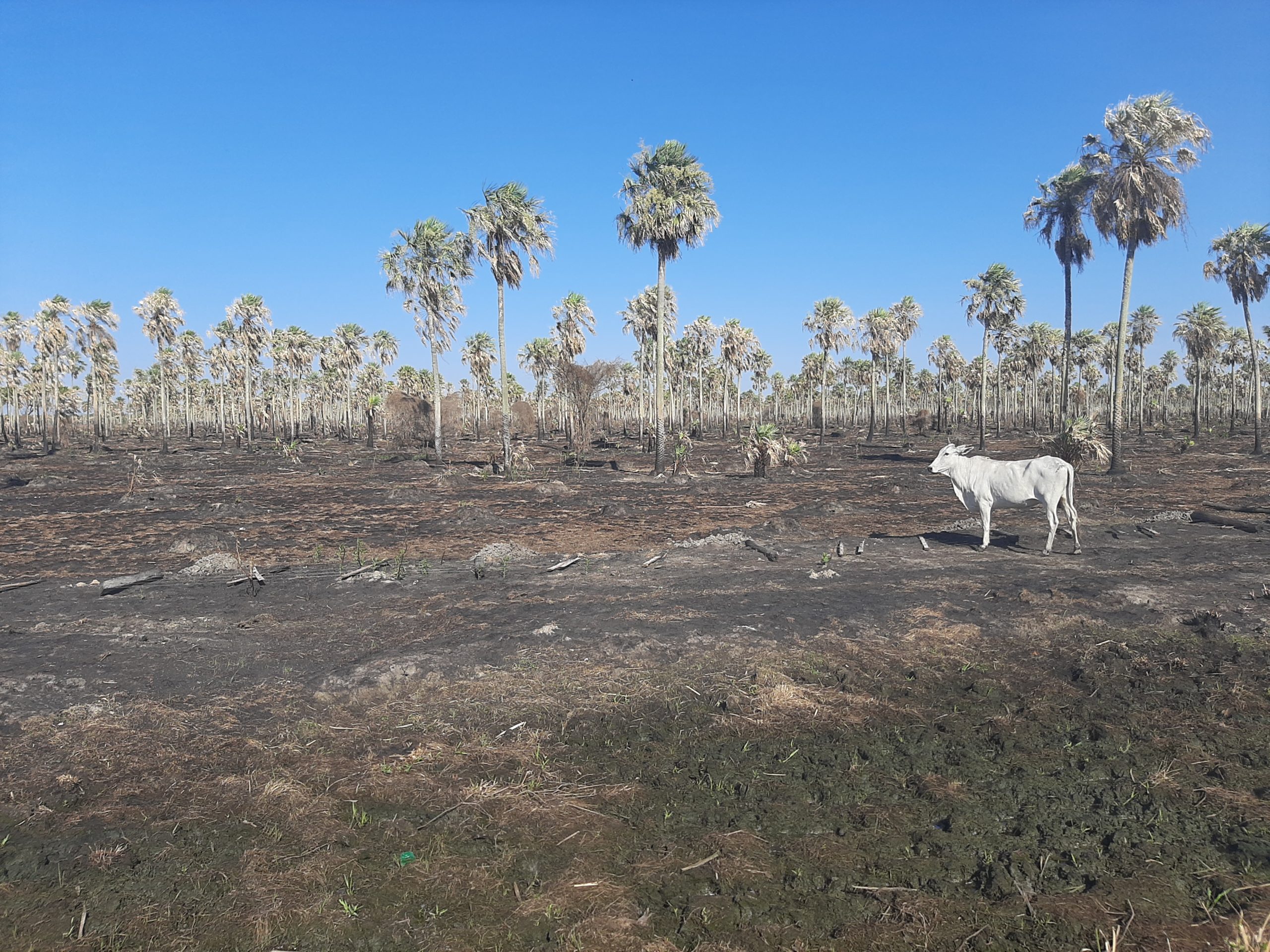 Asisten a productores afectados por incendios y sequía en el Chaco