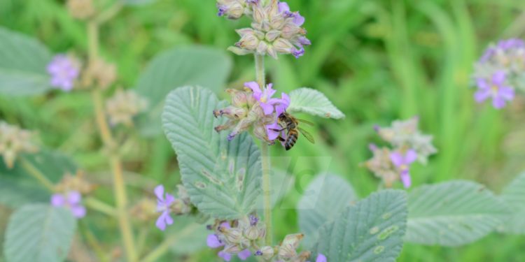 Lunes con calor, cielo parcialmente nublado y vientos del sur