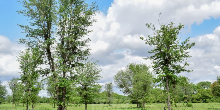 Pronostican un martes caluroso, húmedo e inestable