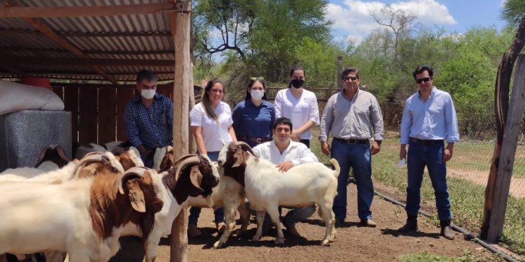 Chaco Central: Entregan reproductores caprinos de alta genética a productores