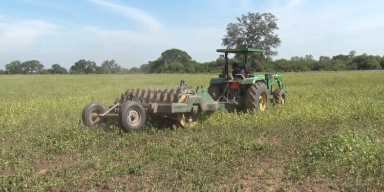 Chaco: Sector agropecuario busca recuperación tras lluvias