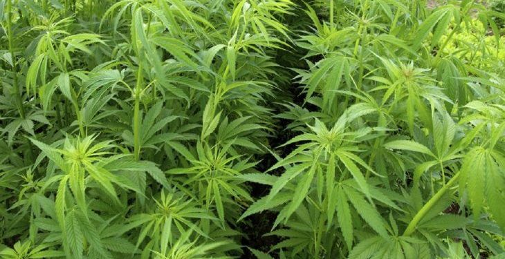 Preparan plantación experimental del cannabis industrial en el Chaco Preparan plantación experimental del cannabis industrial en el Chaco
