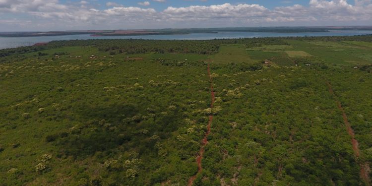 Promulgarán extensión de Ley de Deforestación Cero en la Región Oriental Promulgarán extensión de Ley de Deforestación Cero en la Región Oriental