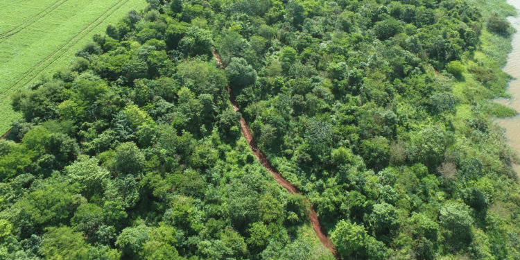 Infona repudia intento de expropiación de últimos remanentes del Bosque Atlántico Infona repudia intento de expropiación de últimos remanentes del Bosque Atlántico