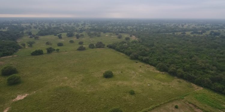 Destacan potencial de transformar campos ganaderos a agrícolas en el Chaco